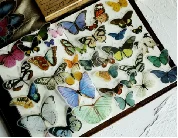80PCS Vintage Butterfly Scrapbook Stickers, Doraking DIY Decoration Sulfuric Paper Butterfly Stickers for Scrapbook