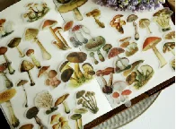Mushroom Stickers - 100PCS Waterproof Paper Decals for Scrapbook Decoration, Sulfuric Adhesive, Irregular Shape, All in One Variety Pack